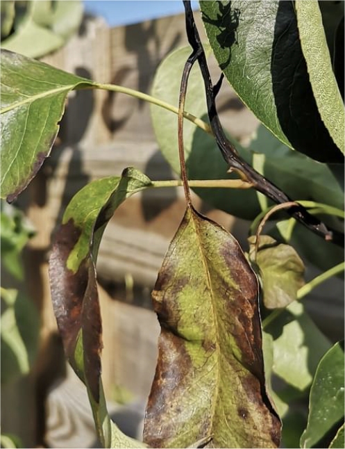 Bacteriekanker Pseudomonas syringae